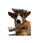 コーギーたびちゃん2（個別スタンプ：16）