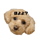 我が家のアポロ君（個別スタンプ：3）