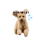 我が家のアポロ君（個別スタンプ：4）