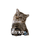 たまちゃん スタンプ4（個別スタンプ：28）