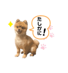コロンスタンプ3（個別スタンプ：11）