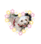 あさdog1（個別スタンプ：1）