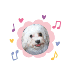 あさdog1（個別スタンプ：2）