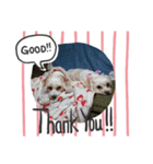 あさdog1（個別スタンプ：3）