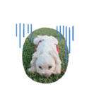 あさdog1（個別スタンプ：5）