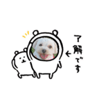 あさdog1（個別スタンプ：8）