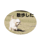 ロッティ1（個別スタンプ：6）