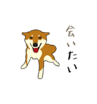 Pockyは柴犬です。(日本語)（個別スタンプ：1）