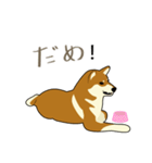 Pockyは柴犬です。(日本語)（個別スタンプ：4）