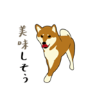 Pockyは柴犬です。(日本語)（個別スタンプ：15）