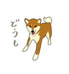 Pockyは柴犬です。(日本語)（個別スタンプ：19）