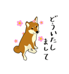 Pockyは柴犬です。(日本語)（個別スタンプ：20）