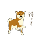 Pockyは柴犬です。(日本語)（個別スタンプ：27）