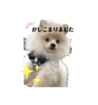 ポメラニアンAndyのLIFESTMPS（個別スタンプ：1）