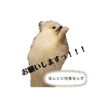 ポメラニアンAndyのLIFESTMPS（個別スタンプ：2）