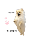 ポメラニアンAndyのLIFESTMPS（個別スタンプ：3）