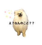 ポメラニアンAndyのLIFESTMPS（個別スタンプ：5）