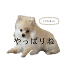 ポメラニアンAndyのLIFESTMPS（個別スタンプ：6）