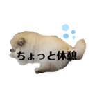 ポメラニアンAndyのLIFESTMPS（個別スタンプ：8）