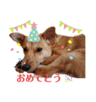 さくよちゃんスタンプ（個別スタンプ：3）