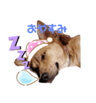 さくよちゃんスタンプ（個別スタンプ：4）