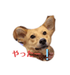 さくよちゃんスタンプ（個別スタンプ：8）