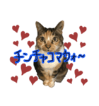 ロッタちゃんのプリティスタンプ（個別スタンプ：7）