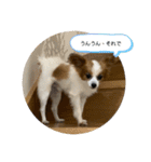 パピヨンといっしょ（個別スタンプ：13）