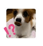 パピヨンといっしょ（個別スタンプ：16）