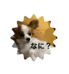 パピヨンといっしょ（個別スタンプ：18）