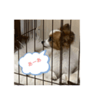 パピヨンといっしょ（個別スタンプ：19）