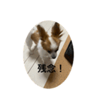 パピヨンといっしょ（個別スタンプ：20）