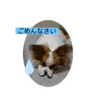 パピヨンといっしょ（個別スタンプ：24）