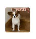 パピヨンといっしょ（個別スタンプ：25）