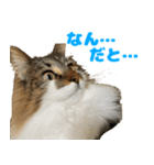 ノルジャンコメスタ（個別スタンプ：1）