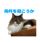 ノルジャンコメスタ（個別スタンプ：2）
