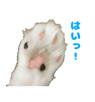 ノルジャンコメスタ（個別スタンプ：6）