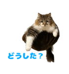 ノルジャンコメスタ（個別スタンプ：9）