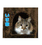 ノルジャンコメスタ（個別スタンプ：11）