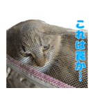 ノルジャンコメスタ（個別スタンプ：12）