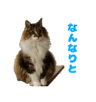 ノルジャンコメスタ（個別スタンプ：13）