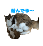 ノルジャンコメスタ（個別スタンプ：14）