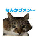 ノルジャンコメスタ（個別スタンプ：15）
