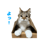 ノルジャンコメスタ（個別スタンプ：16）
