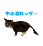 ノルジャンコメスタ（個別スタンプ：17）