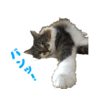 ノルジャンコメスタ（個別スタンプ：20）