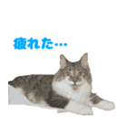 ノルジャンコメスタ（個別スタンプ：22）