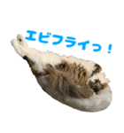 ノルジャンコメスタ（個別スタンプ：24）