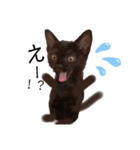 黒猫プティくん❤︎（個別スタンプ：1）