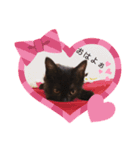 黒猫プティくん❤︎（個別スタンプ：3）
